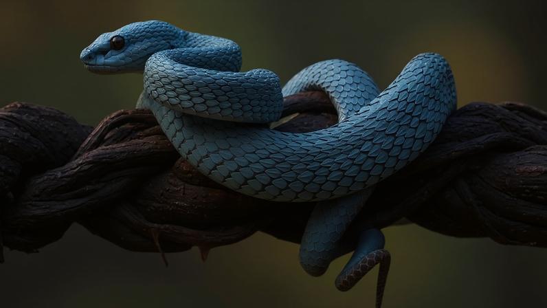 Imagem de uma víbora-de-fosseta-menor-de-sunda sobre um tronco de árvore. Espécie de cobra venenosa encontrada na Indonésia.