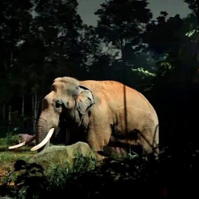 Uma noite no zoológico: informações ainda não confirmadas
