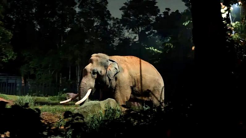 Uma noite no zoológico: informações ainda não confirmadas