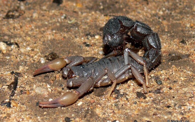 Transvaal Thicktail Scorpion (Parabuthus transvaalicus) is one of the two venomous scorpion species in South Africa whose stings could be fatal to humans