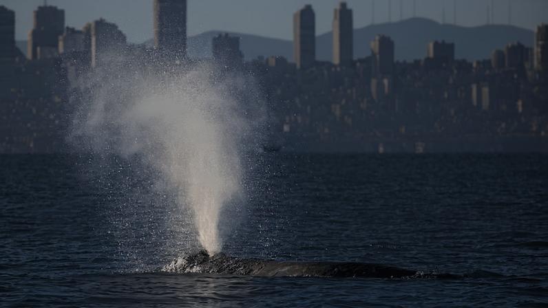 Starting in 2018, gray whales began regularly stopping in California’s San Francisco Bay, where they are vulnerable to ship strikes in one of the busiest ports in the United States. In response, researchers have deployed a monitoring network of thermal cameras and AI software to alert ships when whales are present in the bay to help them avoid whale collisions.