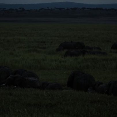 Remoção de elefantes africanos leva à coextinção de besouros coprófagos