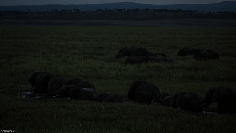 Remoção de elefantes africanos leva à coextinção de besouros coprófagos