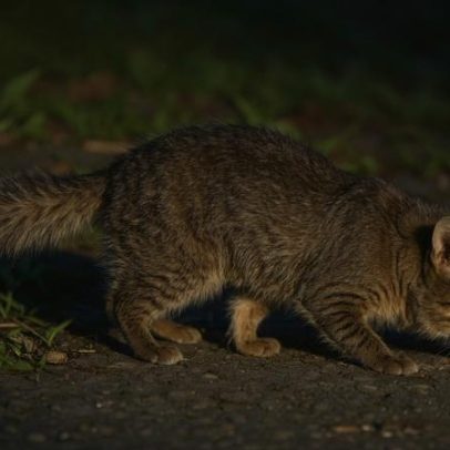 Ferret badger endêmico de Borneo pode virar símbolo ambiental