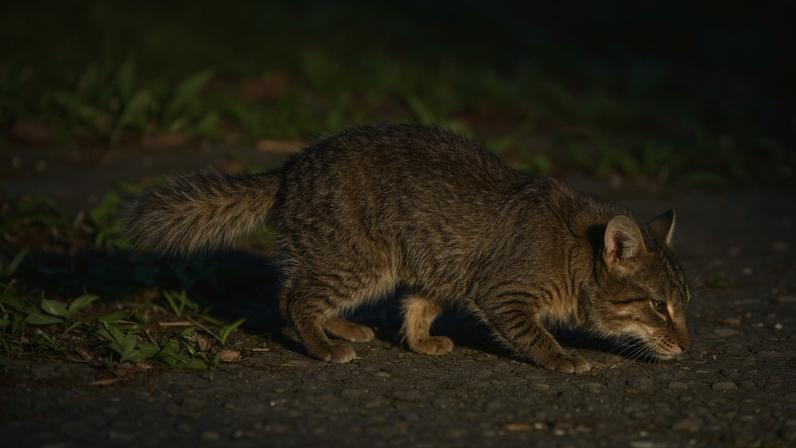 Ferret badger endêmico de Borneo pode virar símbolo ambiental