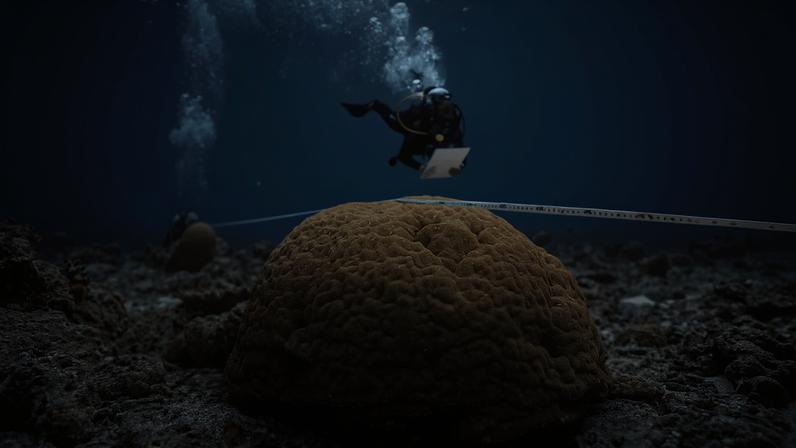 Research expedition to Tanzania’s Latham Island to study its coral reefs. Image by Darryl MacDonald © WCS.