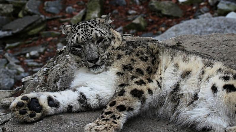 Snow leopard in the wild