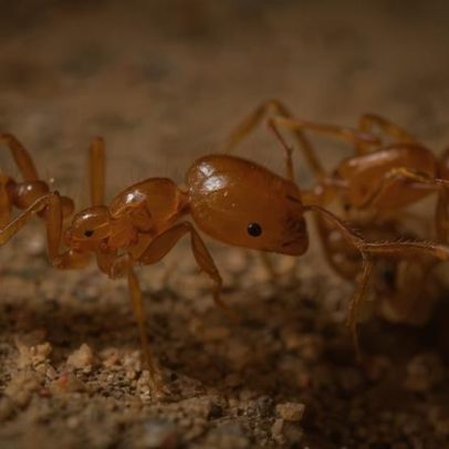 Rangers Tiwi erradicam formigas-de-fogo invasoras em Melville Island