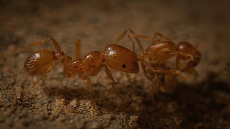 Rangers Tiwi erradicam formigas-de-fogo invasoras em Melville Island