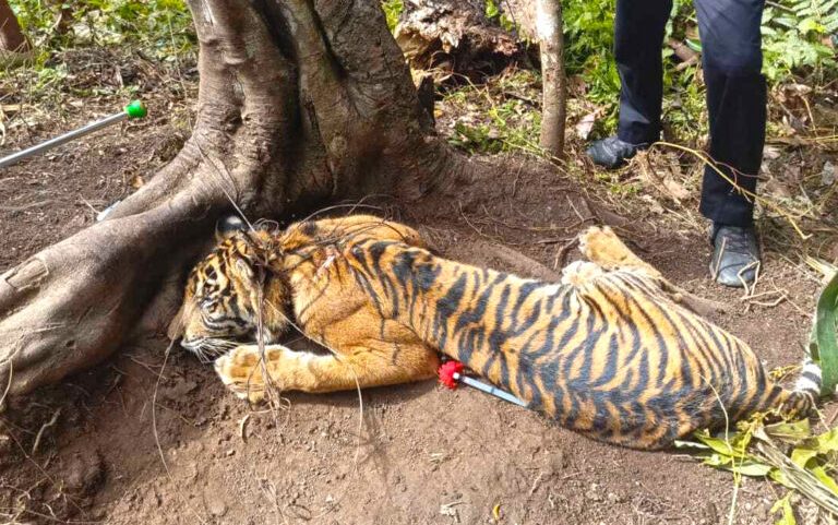 A Sumatran tiger, estimated to be 11 months old, was caught in a snare in Rao Utara district, Pasaman Regency, May 21, 2026.