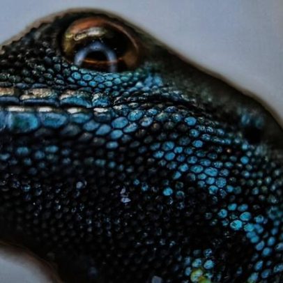 Proibições comerciais e conservação local ajudam a salvar gecko azul