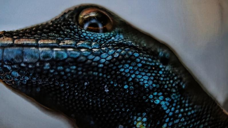 Turquoise dwarf gecko (Lygodactylus williamsi). Image © Simon via iNaturalist (CC BY-NC 4.0).