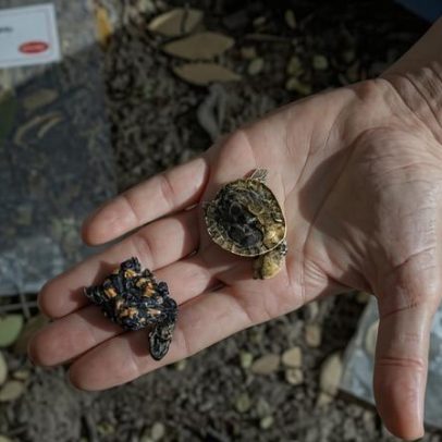 Cientistas australianos treinam raposas para evitar ninhos de tartarugas
