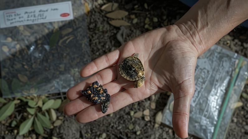 Cientistas australianos treinam raposas para evitar ninhos de tartarugas