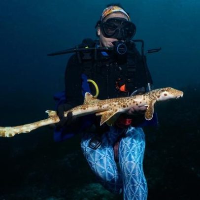 Novo tubarão caminhante é descoberto na Papua-Nova Guiné