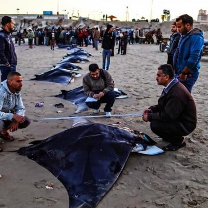 Estudo de raias-jamanta gigantes durante conflito em Gaza, entrevista com Mohammed Abu Daya
