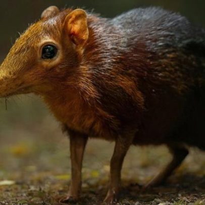 Zoológico celebra o nascimento do segundo par de filhotes de sengi