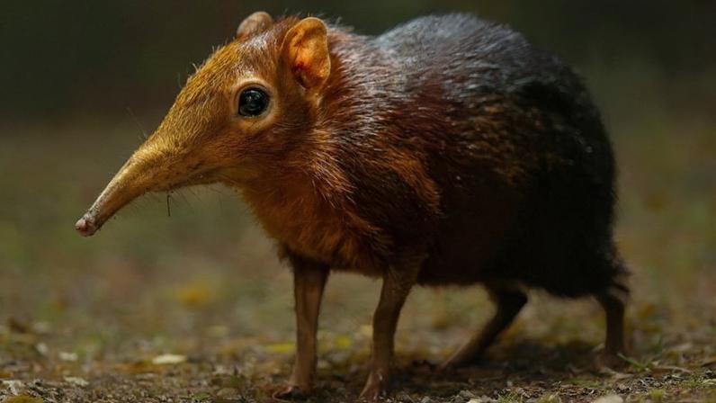Zoológico celebra o nascimento do segundo par de filhotes de sengi