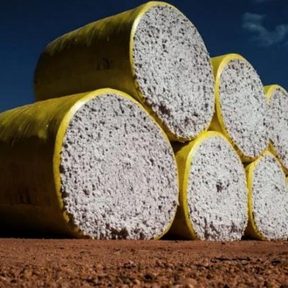 Exportação de algodão supera junho de 2025 com embarques até a 3ª semana