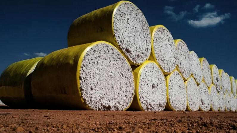 Exportação de algodão supera junho de 2025 com embarques até a 3ª semana