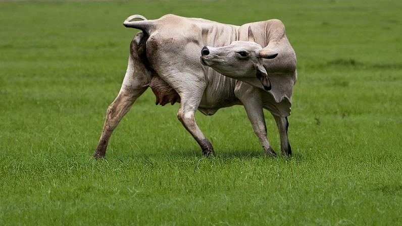 Uma vaca pasta em um campo um dia depois que o USDA confirmou caso de bicheira-do-novo-mundo