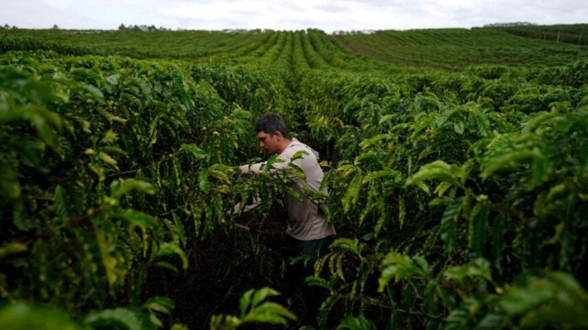 Um funcionário trabalha em uma plantação de café