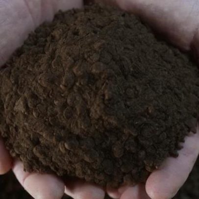Vendas da safra nova de café no Brasil chegam a 19%, atrás da média histórica