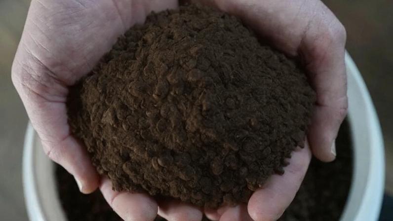 Caféicultor segura grãos de café robusta em fazenda em São Domingos do Norte, no Espírito Santo