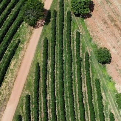 Colheita da Cooxupé atinge 15,8% da área e registra menor índice em quatro anos