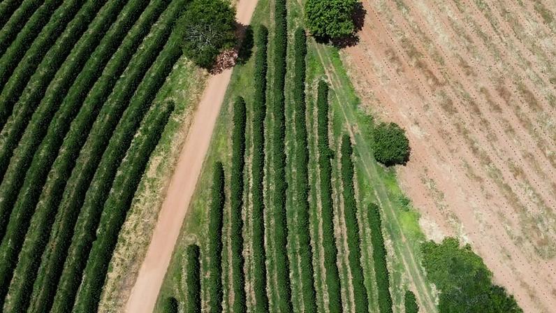 Vista aérea de cafezal em fazenda em Guaxupé