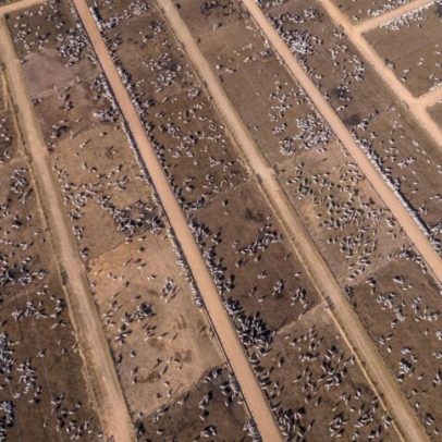 Confinamento de bovinos atinge 9,7 milhões em 2026 com até 23% de rentabilidade
