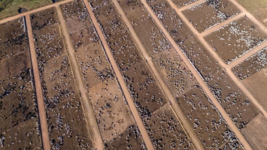 Confinamento de bovinos atinge 9,7 milhões em 2026 com até 23% de rentabilidade