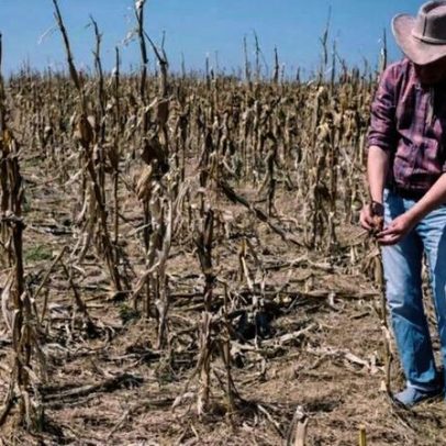 USDA reduz previsão de safra de trigo de inverno EUA por seca nas Planícies