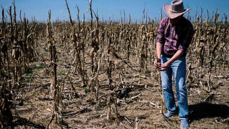 USDA reduz previsão de safra de trigo de inverno EUA por seca nas Planícies