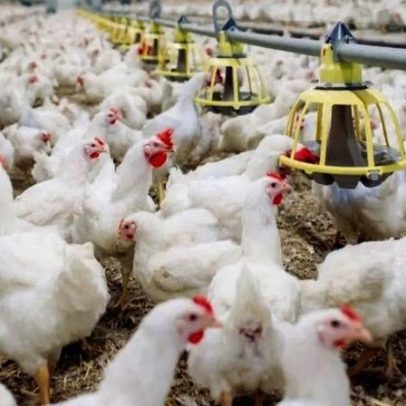 América Latina e Caribe produzem 31,5 milhões t carne de frango em 2025