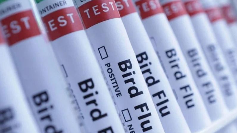 Austrália Detecta Primeiro Caso Suspeito de Gripe Aviária H5