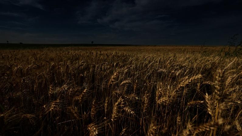 Clima chuvoso afeta colheita de soja e plantio de trigo na Argentina