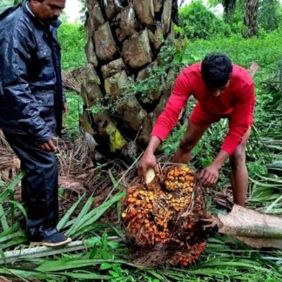 Índia importa 1,37 milhão de toneladas de óleos vegetais em maio, alta de 4,2%