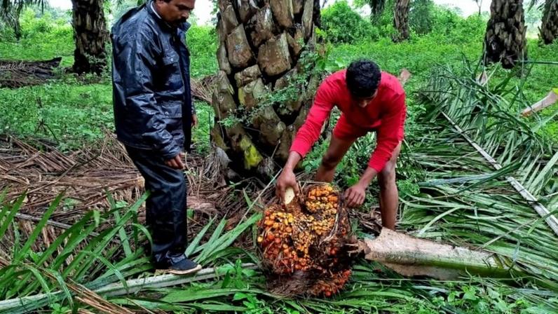 Um trabalhador verifica um cacho de frutos frescos de dendê durante a colheita em uma plantação de dendê no distrito de Khammam