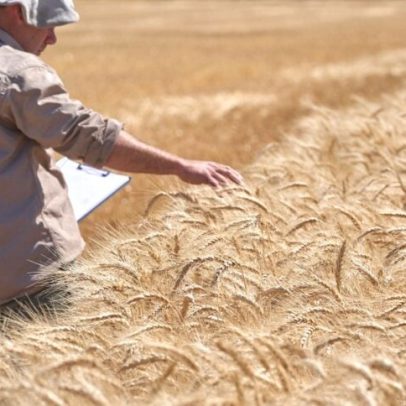 El Niño pode favorecer safras argentinas, mas ameaça outras regiões