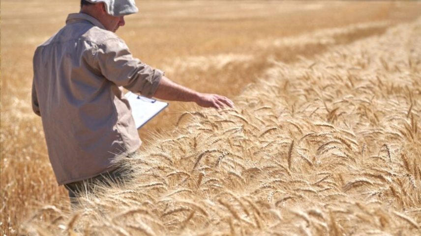 Argentinos estão produzindo safra recorde de trigo