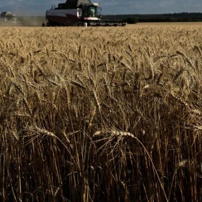 Safra de trigo no RS deve cair 36,4% por área menor e cautela com El Niño