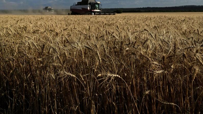 Safra de trigo no RS deve cair 36,4% por área menor e cautela com El Niño