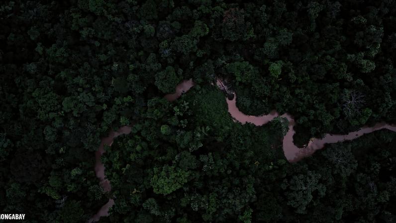 Amazon rainforest, a symbol of the natural ecosystems that many nations aim to protect through their climate commitments.
