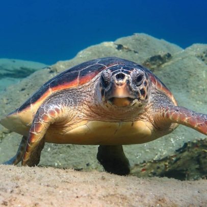 Cabo Verde registra aumento de 80 vezes na nidificação de tartarugas cabeçudas