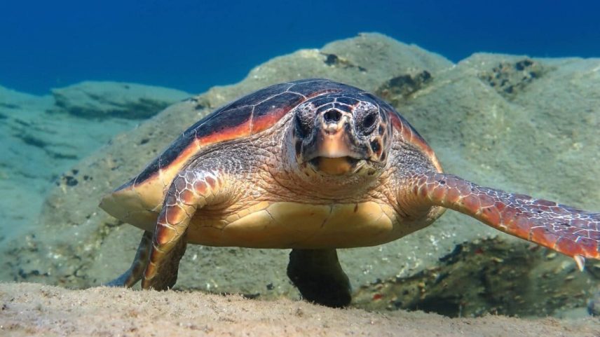 Cabo Verde registra aumento de 80 vezes na nidificação de tartarugas cabeçudas