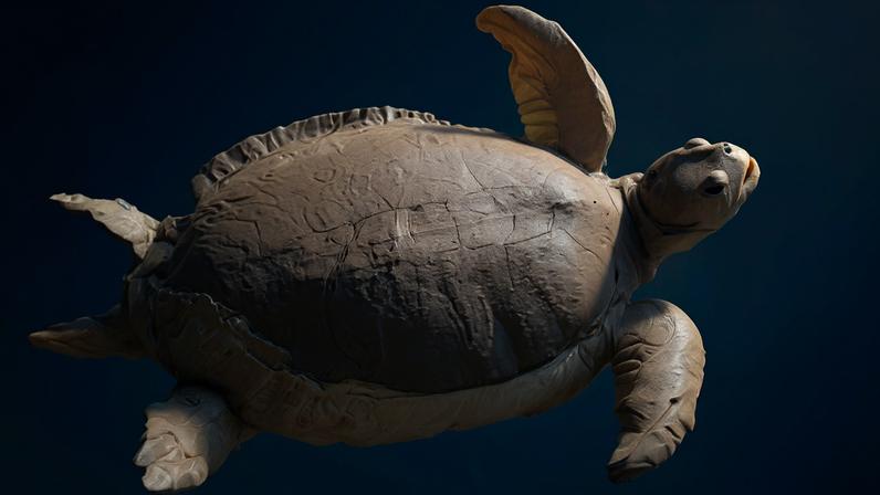Flatback turtles nest on, and live off, the coast of Malumpurr, also known as Eighty Mile Beach. Image by © glyall via iNaturalist (CC BY-NC 4.0).