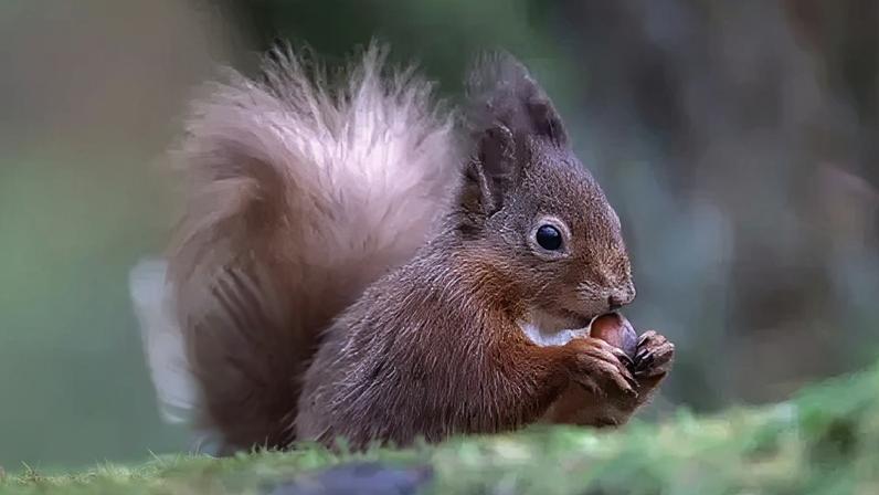 The Tweeddale group said it had enjoyed a number of successes across its area in helping to protect red squirrels