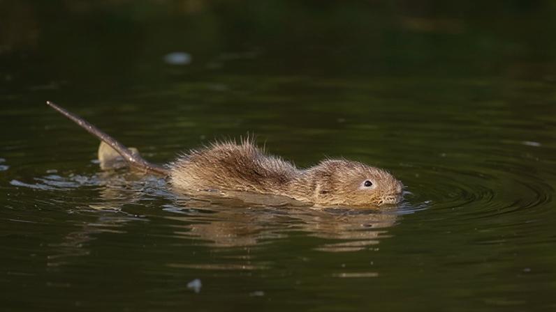 Water voles are being reintroduced to the River Wey