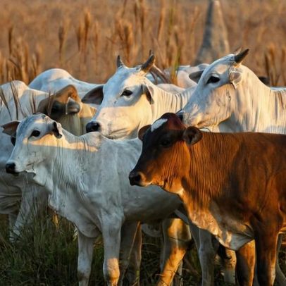 Brasil reduz desmatamento na Amazônia em Piripkura, mas bois permanecem